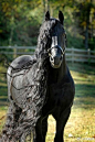 荷兰培育的马种Friesian horse，体型巨大，毛色黝黑，肌肉强悍，是勇武矫健的优良战马、赛马，却有一头散发温柔气质的飘逸秀发 ​​​​