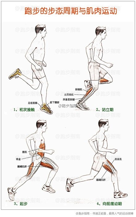 【跑步的步态周期与肌肉运动】跑步中我们会...