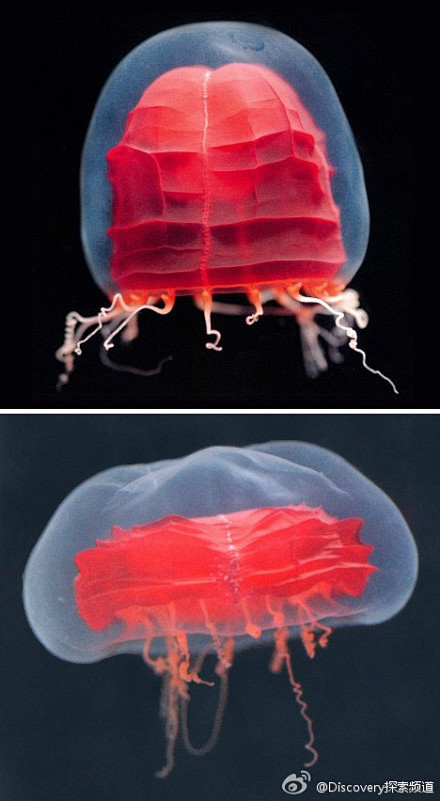 红灯笼水母生活在水下450米到1000米...