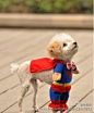 宠物狗狗第一只狗狗可能是看超人的电影看多了吧。