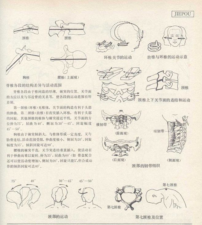 好书推荐《人体造型基础》 沈兆荣 编著 ...