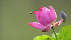 岁月微香采集到草木・花卉・绿植Ⅷ