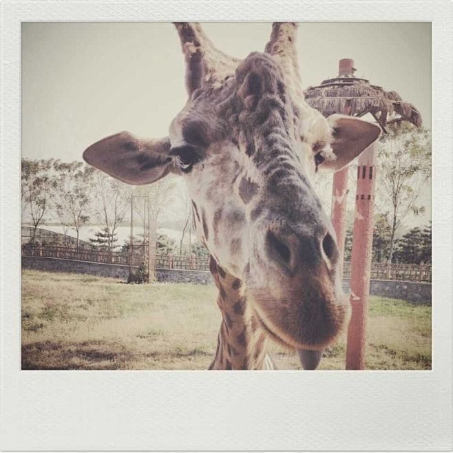 giraffe