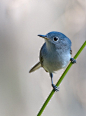 blue-gray gnat-catcher | Animals