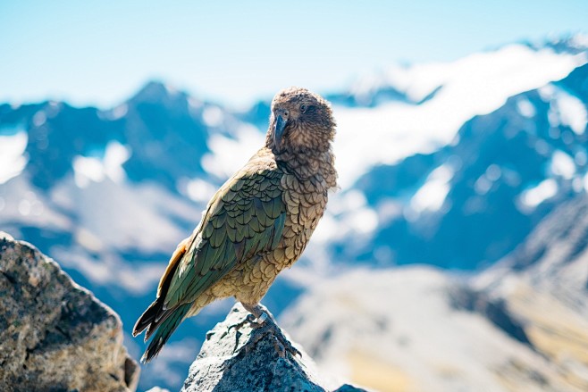 Wild Kea at the peak...