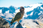 Wild Kea at the peak of the Arthur’s Pass, by Pablo Heimplatz | Unsplash