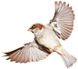 Bird PNG