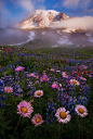 Mount Rainier National Park, Washington