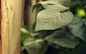 Green, Leaves, Nature, Plants wallpaper preview