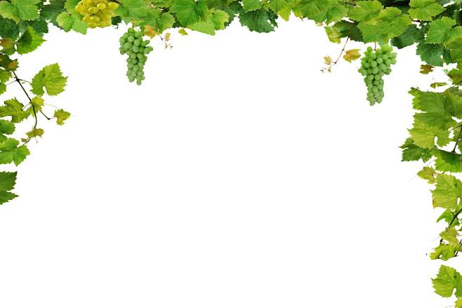 Green Grapes Png Gra...