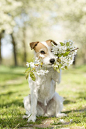 Puppy and flowers, the perfect match.: 