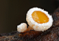 粘糖的蛋黄~ #蘑菇#