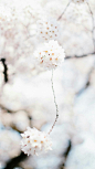 日本 樱花 花朵 花瓣 盛开 自然 背景 摄影