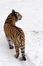 虎,垂直画幅,野生猫科动物,野生动物,橙色,雪,无人,猫科动物,野外动物,户外