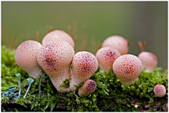 来年设计师采集到微生物细胞