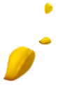 object_petal_01.png (318×450)