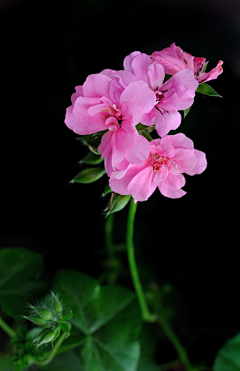 ~灵希~采集到那些花儿与植物