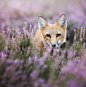 Hunting Fox by Iza Lyson