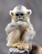 Baby Golden Snub-Nosed Monkey