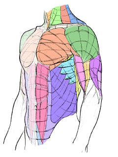 烟蒂内个酱采集到D【教程1】绘画基础教程 人体基础