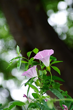 点点馨儿采集到花之物语