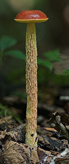 ♥锋雨同露♀采集到彩磨菇