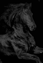 Beauty | Horse