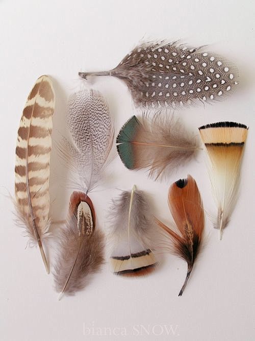 feathers: 