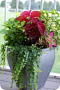 Container gardening: 