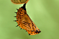 Malayan Eggfly Pupae 130309 by inckurei on deviantART