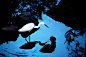 白鹭，摄于厦门万石植物园