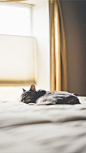 床,晒太阳,手机壁纸,瞌睡,花猫,打瞌睡 睡个舒服的午觉
 #萌# #喵星人#