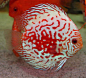 Discus Cichlid