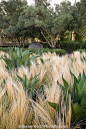 Oehme Van Sweden drought tolerant demonstration garden with grasses and agave at Cornerstone#种植#