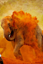 Elephant participating in the Holi festival, India...