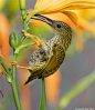 Streaked Spiderhunter by garion on deviantART