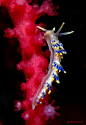 Nudibranch