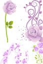 唯美紫玫瑰矢量（5款）
#素材# #矢量# #蔷薇# #紫蔷薇# #枝叶# #藤蔓#