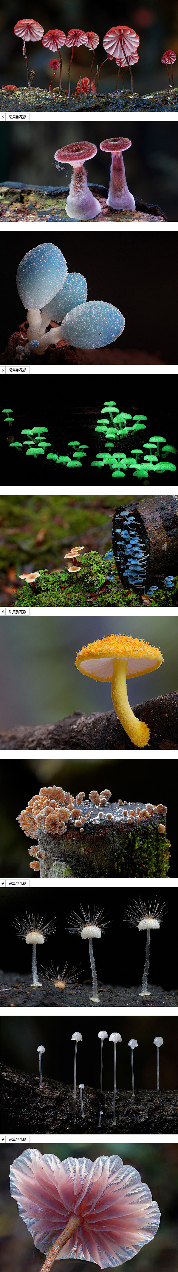 Steve Axford摄影作品：蘑菇 ...