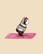 五月不减肥，六月徒伤悲。在这徒伤悲的月份里！！有一只小仓鼠锲而不舍地进行运动，例如是瑜伽。Lesley DeSantis画了一组很有爱的插画，里面的小仓鼠君都是小胖墩，正努力地瑜伽中！