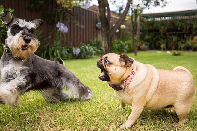 Naughty Schnauzer te...