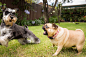 Naughty Schnauzer teasing a fat Pug. by Ethan Li on 500px
