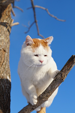 eryu采集到动物 猫叔