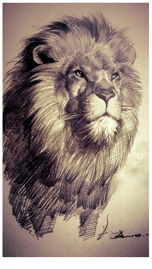 狮子 速写 素描