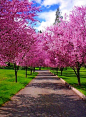 Who could resist this beautiful #tree-lined #driveway #design? One day!: 