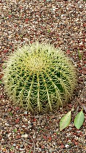 Golden Ball Cactus