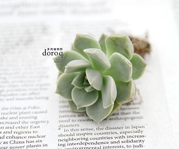 Graptoveria Titubans...