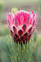 Protea Aristata - Love the beautiful hot pink bloom and unique pine-like foliage...: