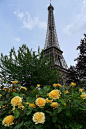 Yellow Roses and Eiffel | Flickr - Photo Sharing!