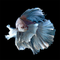 暹罗斗鱼的肖像摄影欣赏
